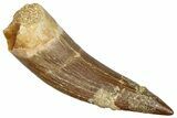 Fossil Plesiosaur (Zarafasaura) Tooth - Morocco #293200-1